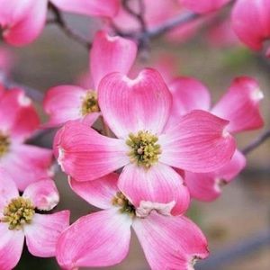 Meet your Posher, Marsha